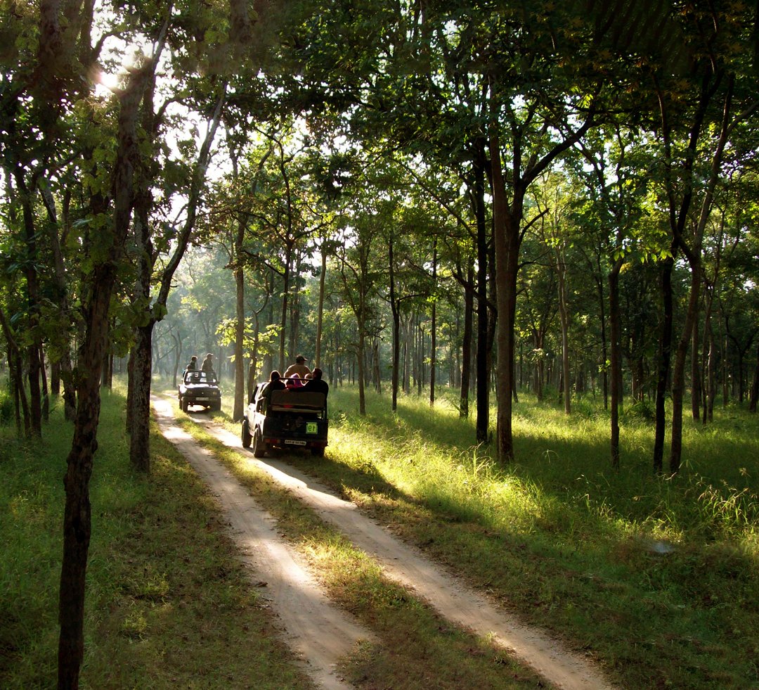 Keoladeo Jungle Safari